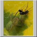 Nigma walckenaeri - Gruene Lauerspinne 03.jpg